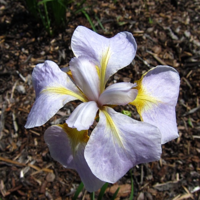 Iris sibirica 'Ama-no-hana'